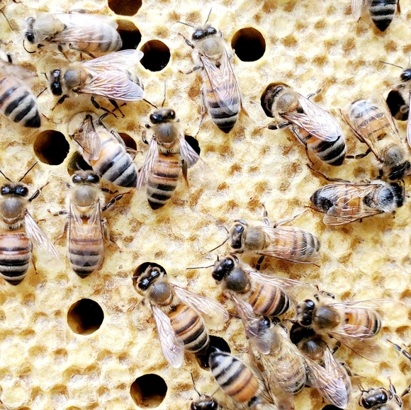 Spring & Fall Honey for sale! - Picture 6 of 15